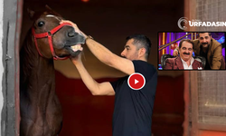 İbrahim Tatlıses'in Oğlu, Atını Gazi Koşusuna Hazırlıyor