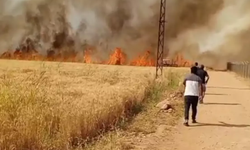 Harran'da 40 Dönüm Buğday Ekili Alan Yandı Bitti Kül Oldu!