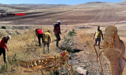 Şanlıurfa’da Son Yılların En Büyük Çekirge İstilasıyla Mücadele Ediyor