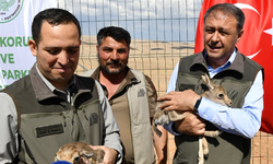 Urfa Ceylanları Artık Sadece Türkülerde Değil Doğal Hayatta da Yaşatılıyor