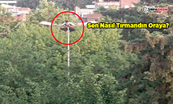 Aydınlatma Direğinin Üzerine Çıktı