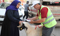 Yetim Ailelere Canlı Kurbanlık Dağıtıldı