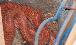 Kızıl Yılan Siverek'ten Sonra Bu Kez de Ceylanpınar'da Görüldü