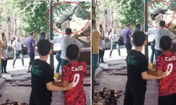 Şanlıurfa Kızgın Boğa Kasaba Hayatının Kabusunu Yaşattı