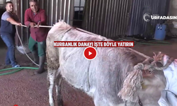 Kurbanlık Danayı Yere Yatırmanın En Kolay Yöntemi