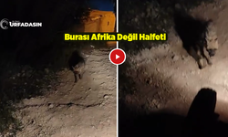 Şanlıurfa Halfeti'de Traktörle İlerleyen Gençlere Sırtlan Saldırdı