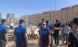 Haliliye Belediyesi Zabıta Ekipleri, Gelişi Güzel Yerlerde Kurban Satışına Müsade Etmiyor