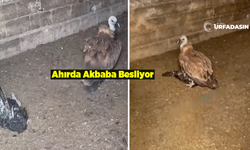 Şanlıurfa'da Bitkin Halde Bulunan Akbabaya Tavuk Ziyafeti Çekildi