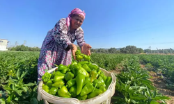 İzmir’in Torbalı İlçesi Şanlıurfa İsotuna Rakip Olacak
