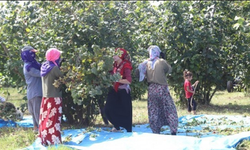 Şanlıurfa’lı Mevsimlik İşçilerin Fındık Toplama Yevmiyesi Belli Oldu