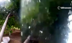 Şanlıurfa Kırsalında Yaz Gününde Fırtına Ağaçları Yıktı Geçti