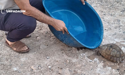 Sıcakta Bunalan Kaplumbağaya Leğenle Su Verdi