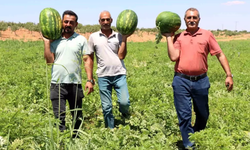 Yayla Karpuzu Değil Bu da Bozova Yaylak Karpuzu !