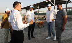 Eyyübiye, Sokak Hayvanları Sorununu Çözdü