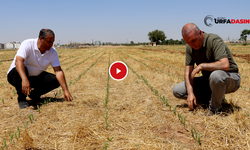 Şanlıurfa’da Toprak Sürülmeden Mısır Ekildi, Yeşermeye Başladı