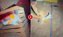 Karaköprü Yaşam Parkta Kedi Kurtarma Operasyonu