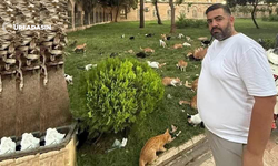 Balıklıgöl'de Hergün Onlarca Kedinin Karnını Doyuruyor