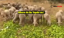 Şanlıurfa'da Sofraların Baştacı Olan Biber Bursa'da Hayvanlara Yedirildi