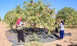 Ceylanpınar TİGEM'de 40 Gün Sürecek Fıstık Hasadı Başladı