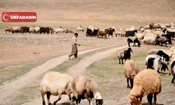 Şanlıurfa'da Çobanlar Arasında Silahlı Kavga: 3 Yaralı