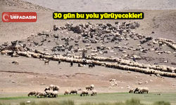 Şanlıurfalı Göçerlerin Meşakkatli Yolculuğu Başladı