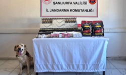 Viranşehir'de Jandarmadan Şok Uygulama !