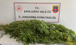 Şanlıurfa'da Narkotik Operasyonu: 2 Gözaltı