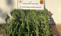 Siverek'te Kenevir Operasyonu !