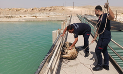 Şanlıurfa'da Sulama Kanalında Bu Kez Köpek Kurtarıldı