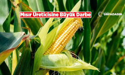 Şanlıurfa Çiftçisi Açıklanan Mısır Fiyatına Tepki Gösterdi