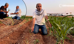 Suruçlu Çiftçinin Mısır Tohumu İsyanı ! Yargıya Gidecek