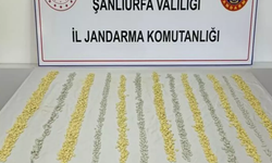 Şanlıurfa'da MİT İle Jandarmadan Ortak Operasyon:2 Gözaltı