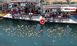 Halfeti’de Fırat Nehri'ne 100 Ördek Yavrusu Bırakıldı