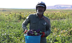 Tescilli Yamula Patlıcanının Hasadını Şanlıurfalılar Yapıyor