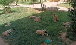 Şanlıurfa'da Sokak Köpekleri Sorunu O İlçede Devam Ediyor