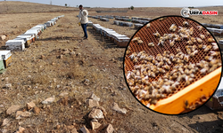 Şanlıurfa’da Arıcılık Yaygınlaşıyor: Üretim 2.5 Kat Arttı