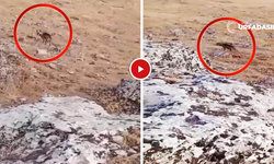 Halfeti'de Çizgili Sırtlanın Doğadaki Rahat Tavrı Dikkat Çekti