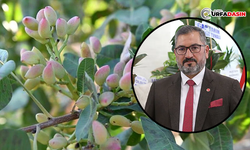 Fıstık İthalatını Engellemek İçin Bakanla Görüştü Ama Nafile