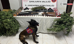 Harran’daki Bir Evde Ele Geçirildi: 3 Gözaltı