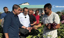 Birecik'te Fıstık ve Patlıcan Festivali Patlıcan Hasadıyla Başladı