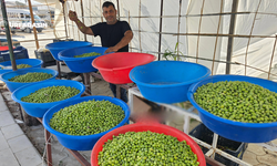 Şanlıurfa'da Zeytin Sezonu İçin Geri Sayım Başladı