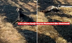 Görüntüler Harran'dan; Can Çekişen Eşeğe Hayvan Muamalesi Bile Gösterilmedi