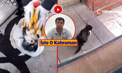 Şanlıurfa'da Balıklıgöl’e Düşen Kedi Kalp Masajıyla Hayata Döndü