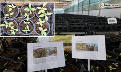 Urfa'da Su Tüketimi ve Bakım Maliyetleri, Kurakçıl Peyzajla Azaltılacak