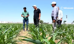 Şanlıurfa'da Yeni Yöntemle Verim Patladı! Üreticilerin Cepleri Dolacak
