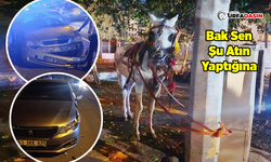 Şanlıurfa'da Sahibinin Elinden Kaçtı, Araçlara Zarar Verdi