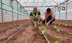 Şanlıurfa'da Seralarda Kışlık Sebze Dikimi Yapıldı