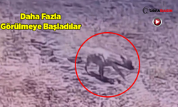 Şanlıurfa'da Sırtlanın Adresi GES Sahası Oldu, Yine Kameraya Poz Verdi!