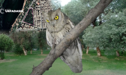 Şanlıurfa'da Bir Doğal Alan Daha Koruma Altına Alındı