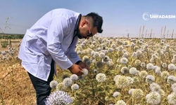 Suruçlu Ziraat Mühendisi Bilgin, Topuz Dikenin Faydalarını Saymakla Bitiremedi